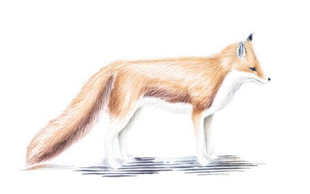 fuchs