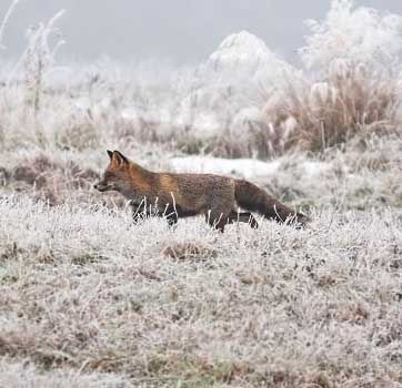 Winterfuchs